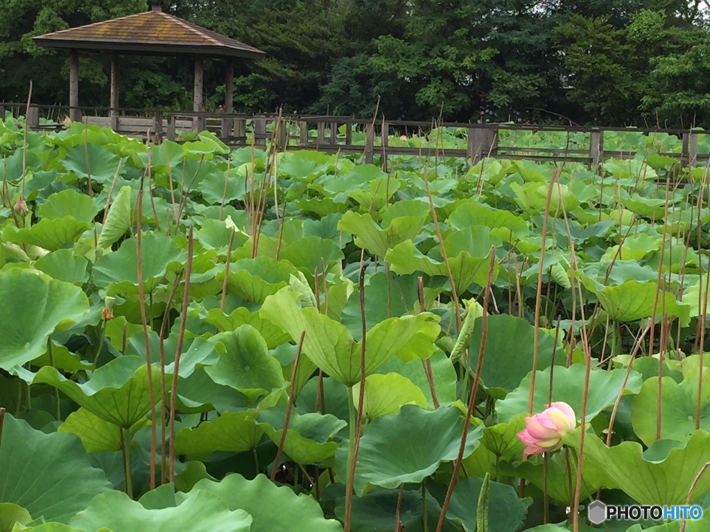 今年の出来栄えは？