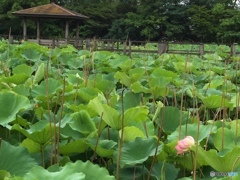 今年の出来栄えは？