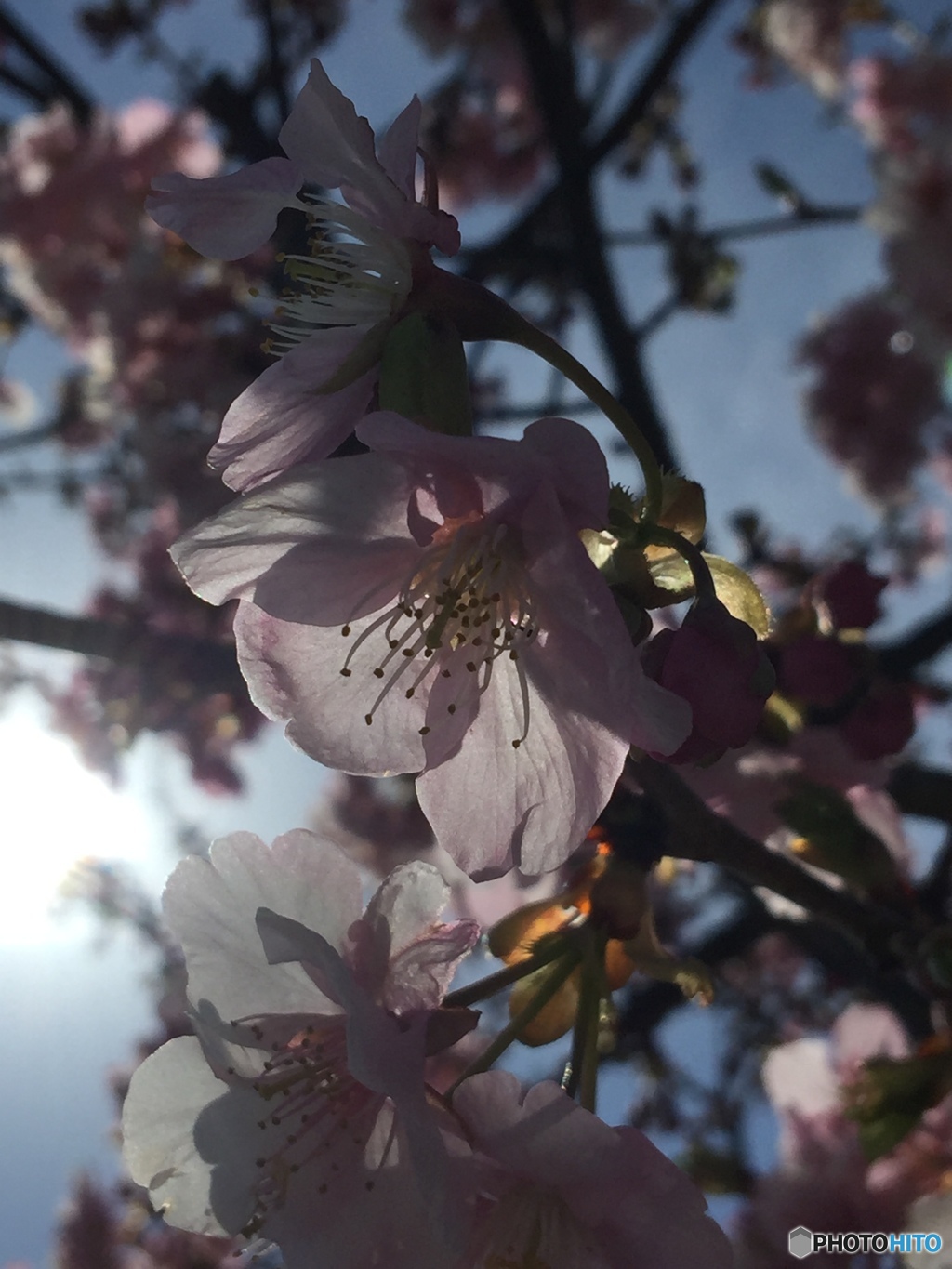 河津桜  
