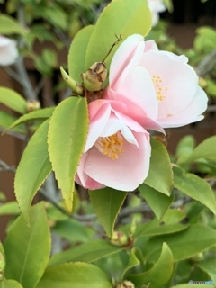椿