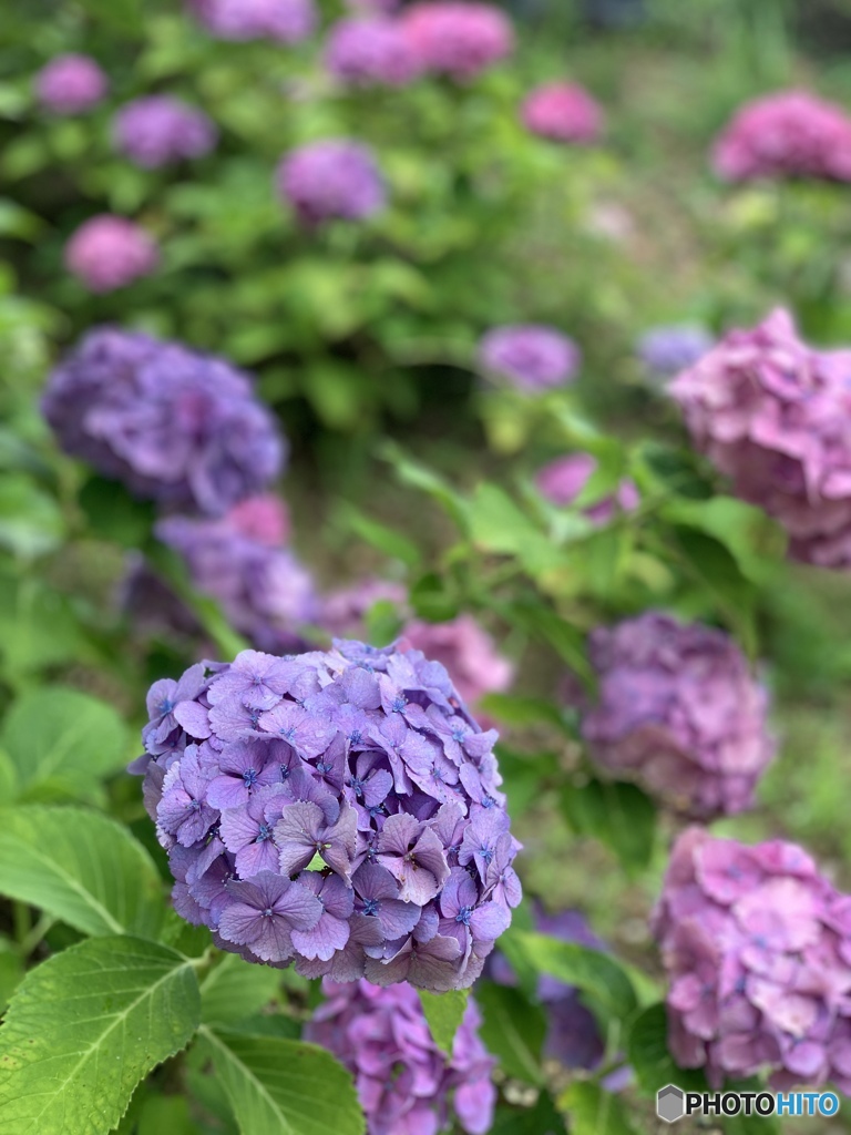 紫陽花