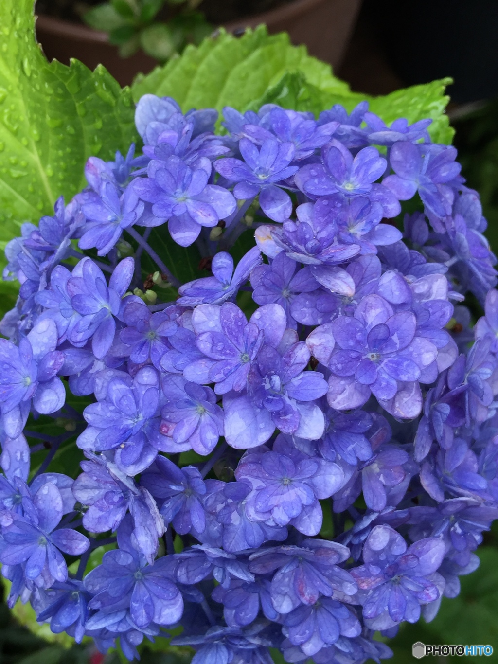 梅雨だから濡れるね