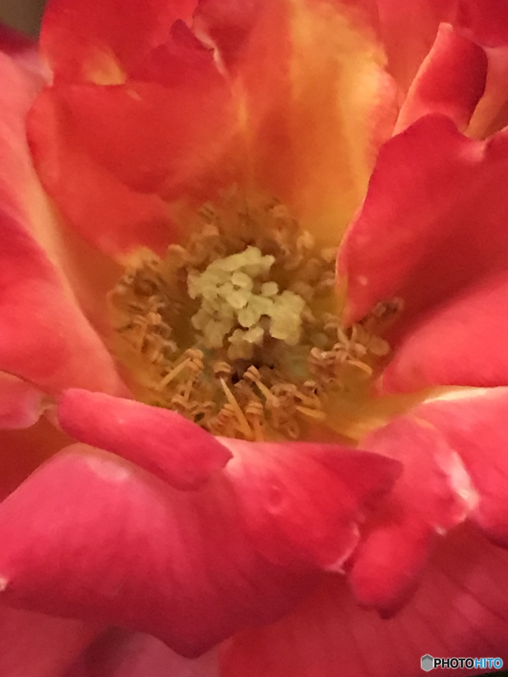 言葉が無くても