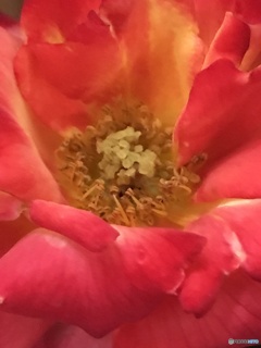 言葉が無くても