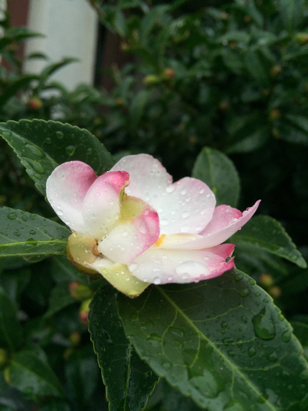 薄紅を刺した山茶花