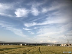 麦 麦    そして空