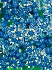 梅雨花