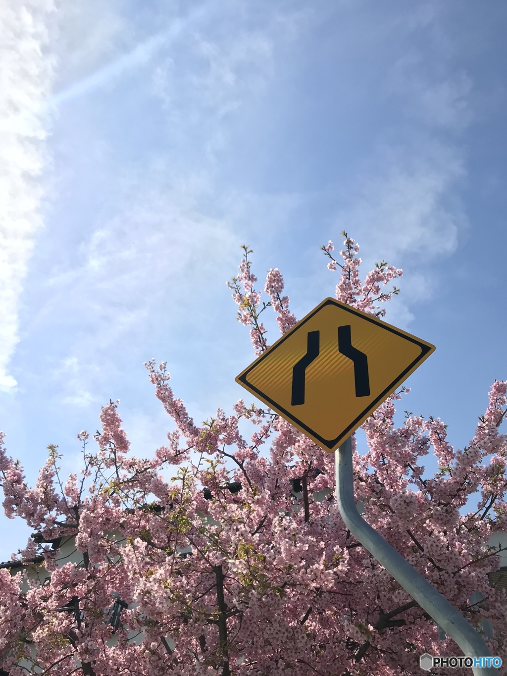 河津桜