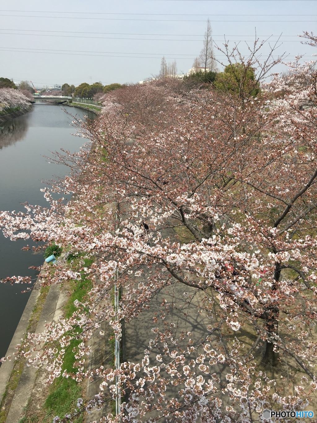 一息入れず、一気に満開まで行こう
