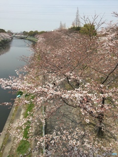 一息入れず、一気に満開まで行こう