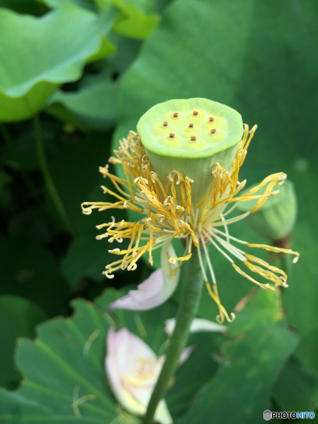花びらを脱ぎ捨てて