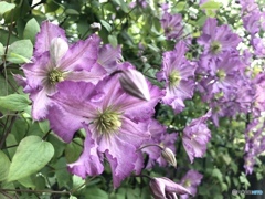 花遊庭  クレマチス