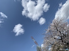 サクラ　咲く