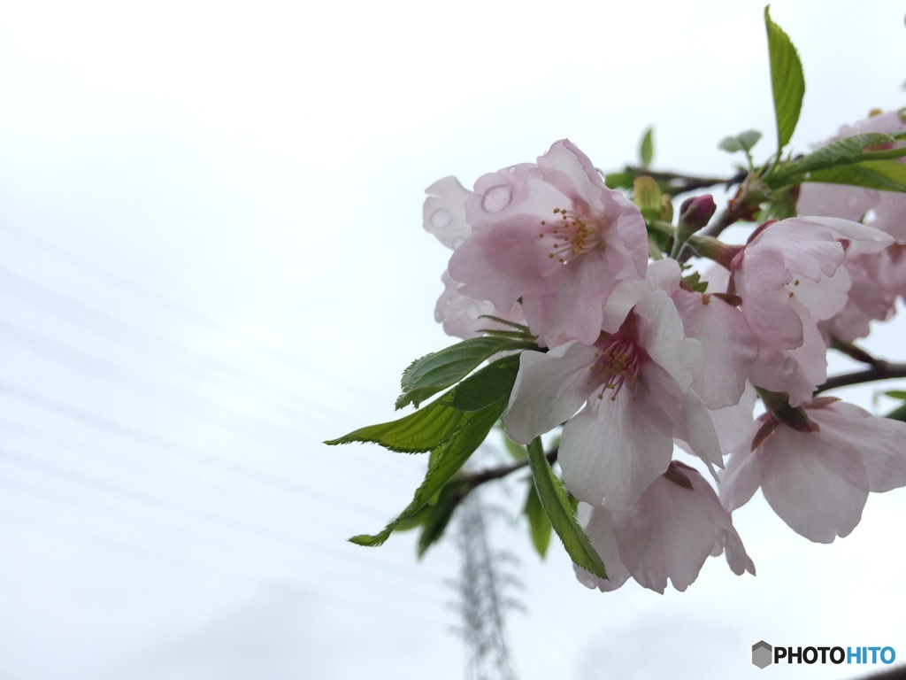 曇り空を身上げれば涙目の桜