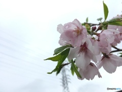 曇り空を身上げれば涙目の桜