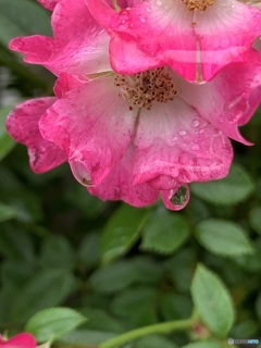 雨上がりのしるえっと