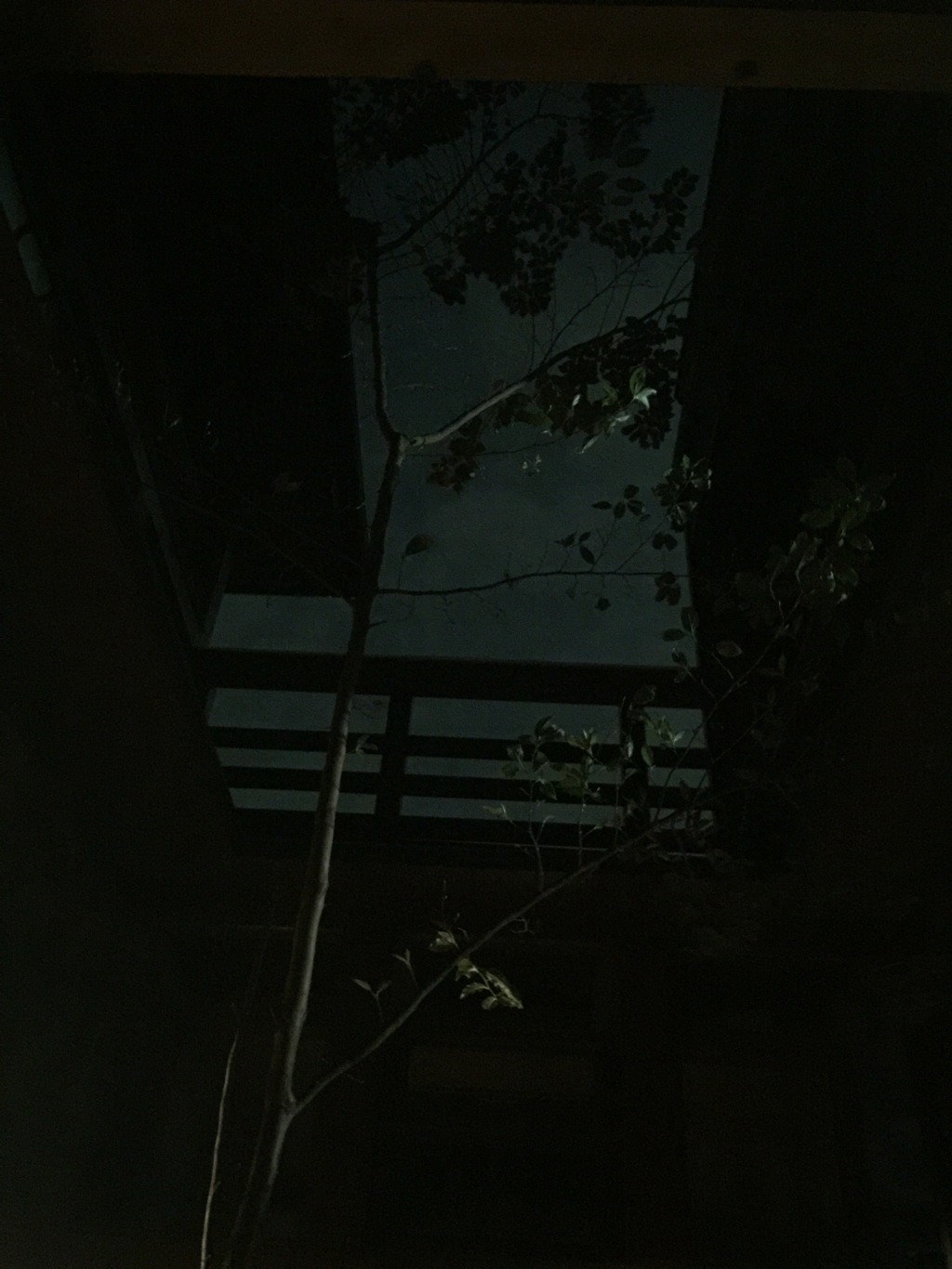 哀しげなハウスツリー