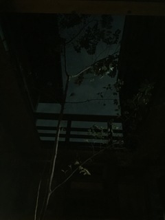 哀しげなハウスツリー