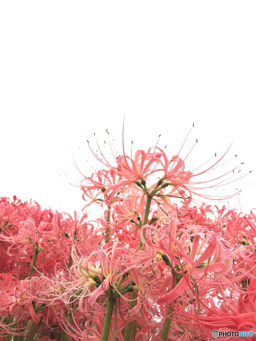 神無し月に咲く