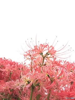 神無し月に咲く