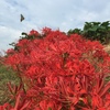 彼岸花