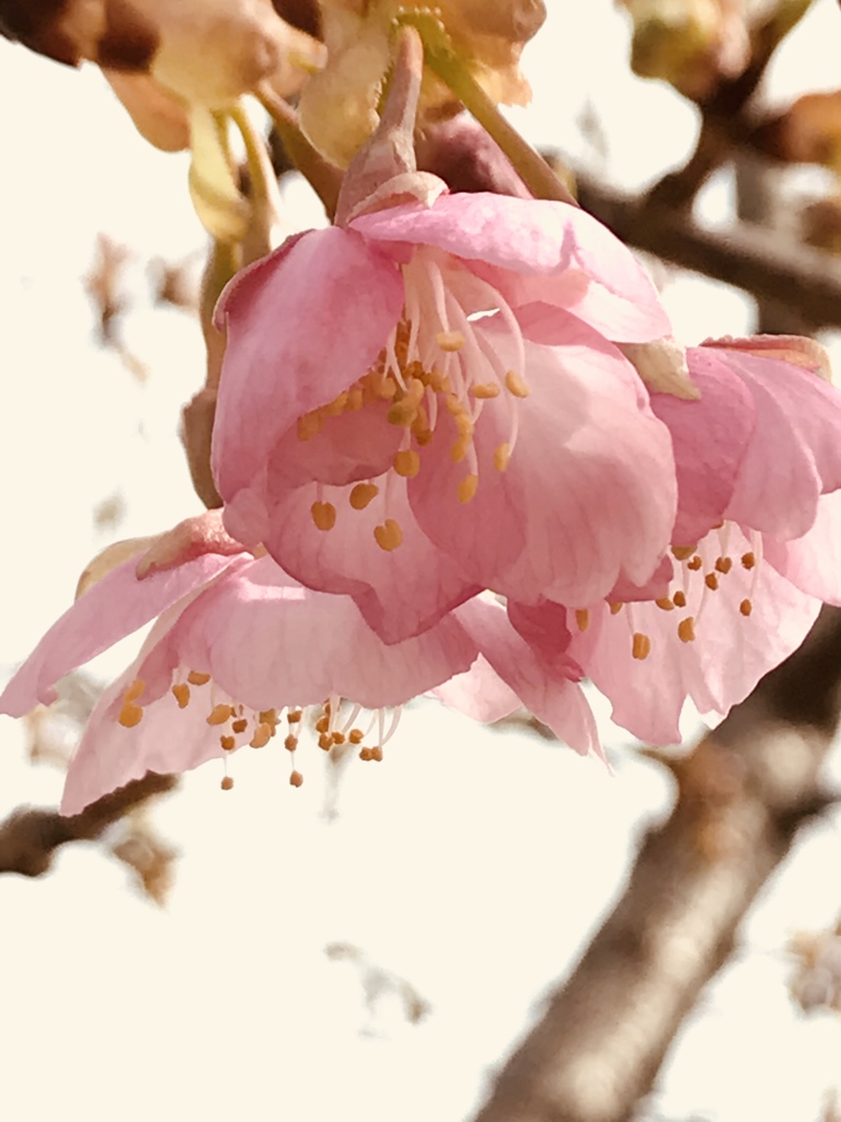 もう春だね、さくら組