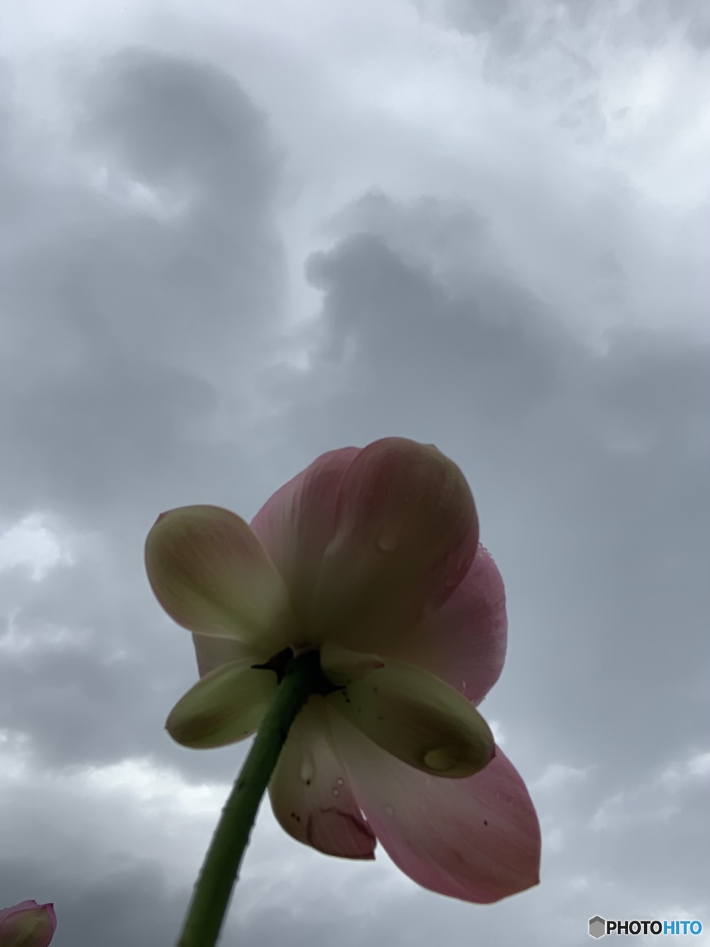 梅雨空にご挨拶