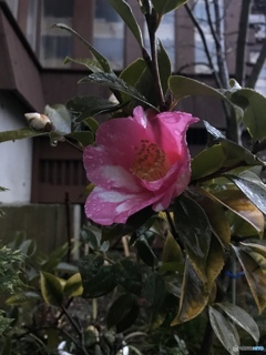 三寒四温を繰り返し