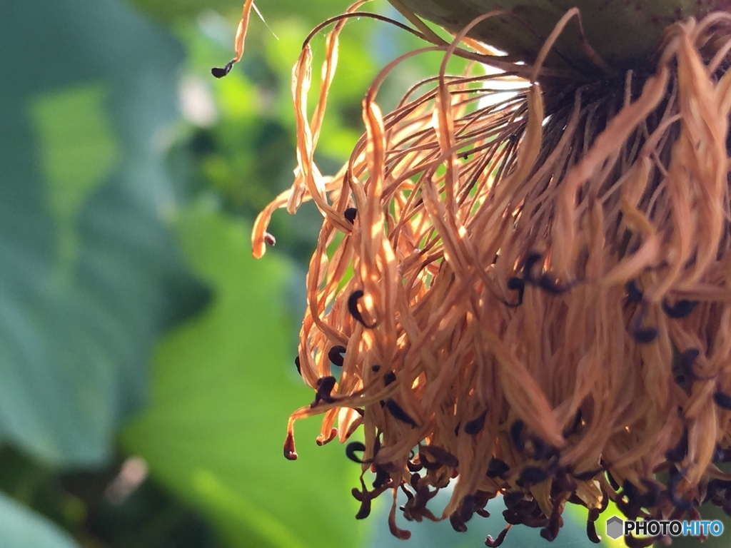 いつまでも美しく