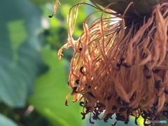 いつまでも美しく