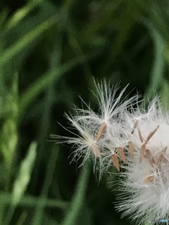 モノ撮り  其の四