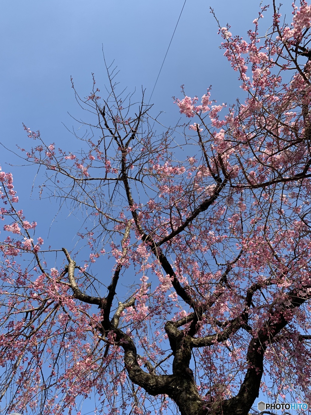 古木桜