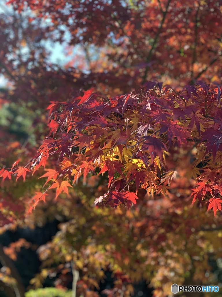 紅葉