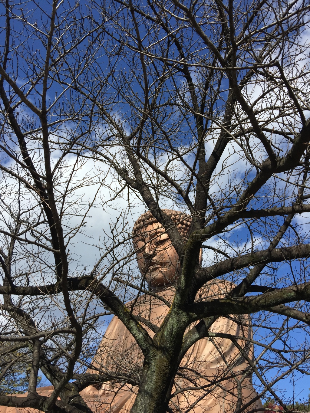 落葉した枝々の隙間から