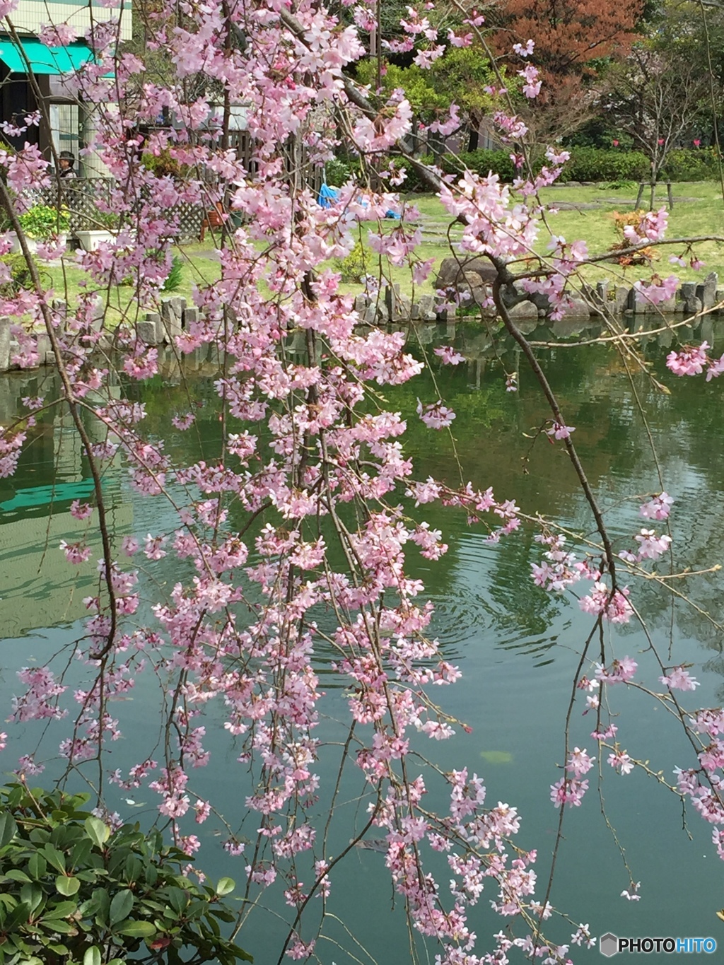 枝垂れるほどに靡く