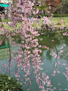 枝垂れるほどに靡く