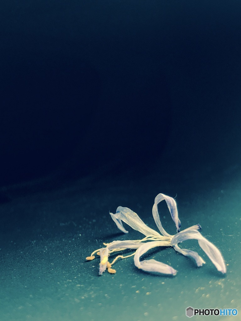 モノ撮り  其の七