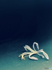 モノ撮り  其の七