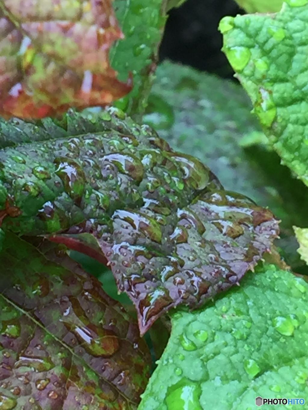 梅雨だから潤う