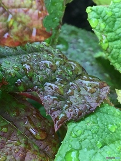 梅雨だから潤う