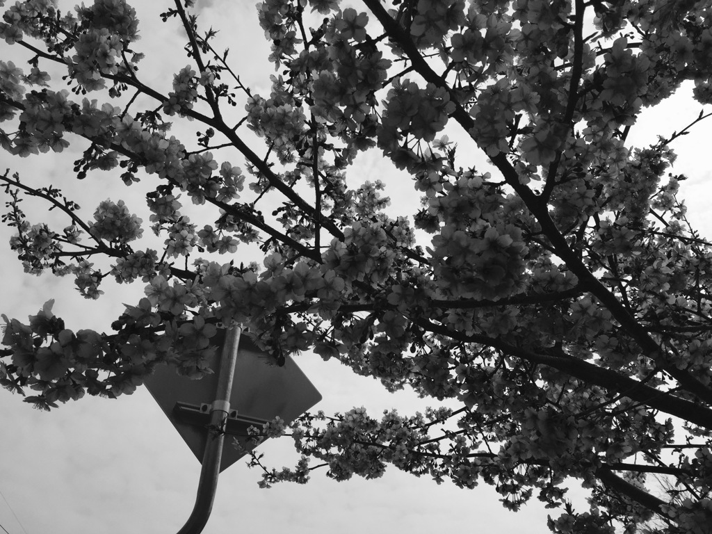 通り過ぎてゆく   春