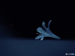 モノ撮り   其の六