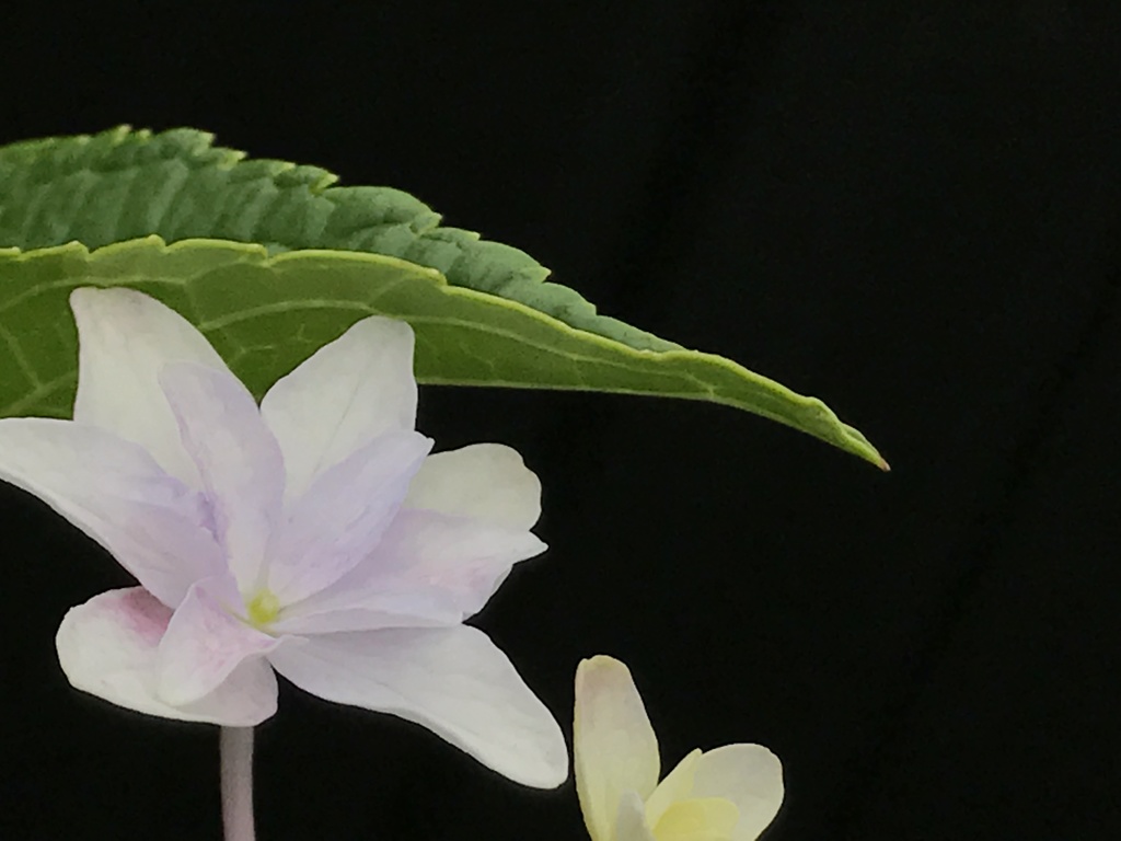 さて私は誰でしょう？