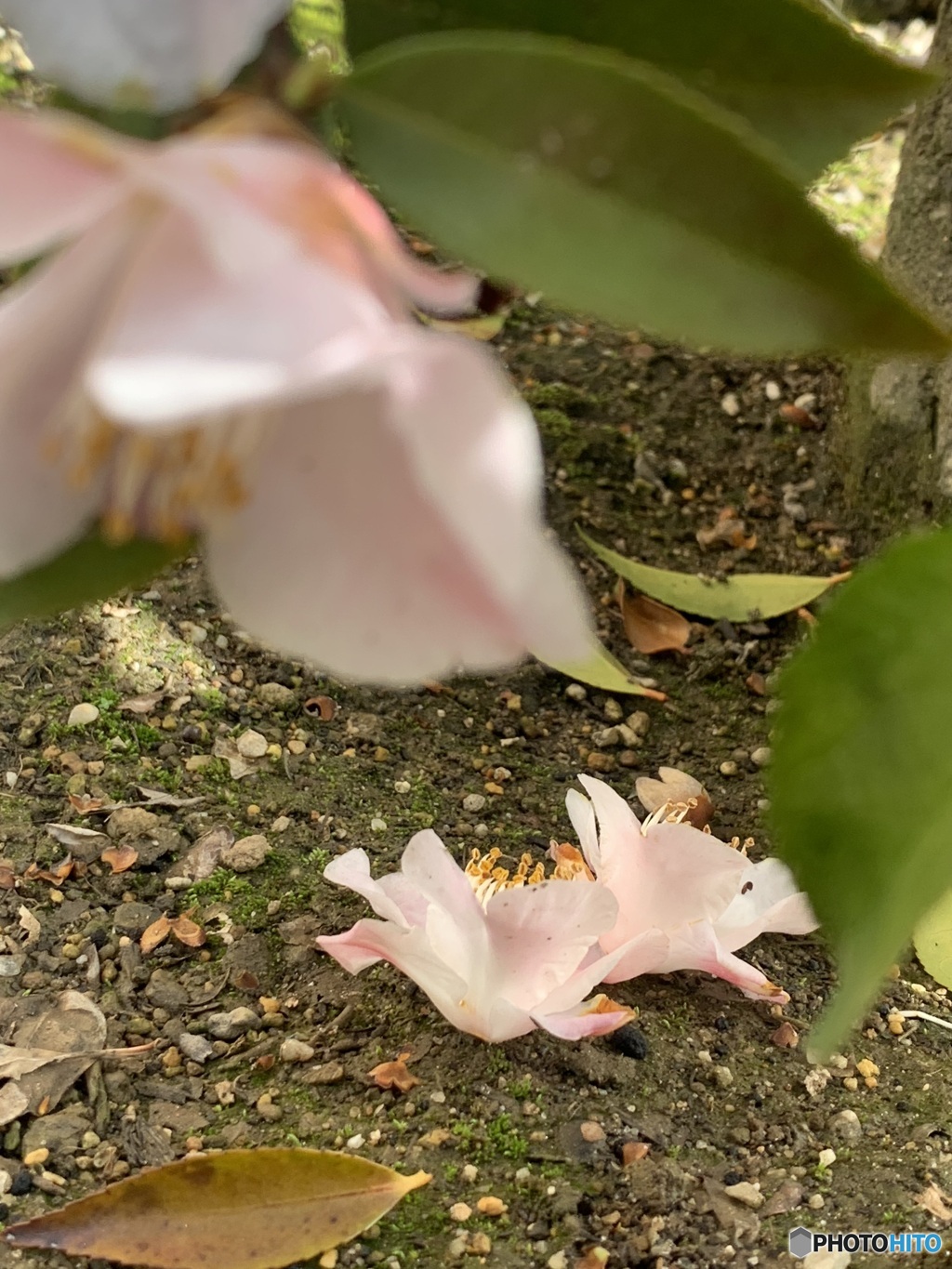 椿　つばき