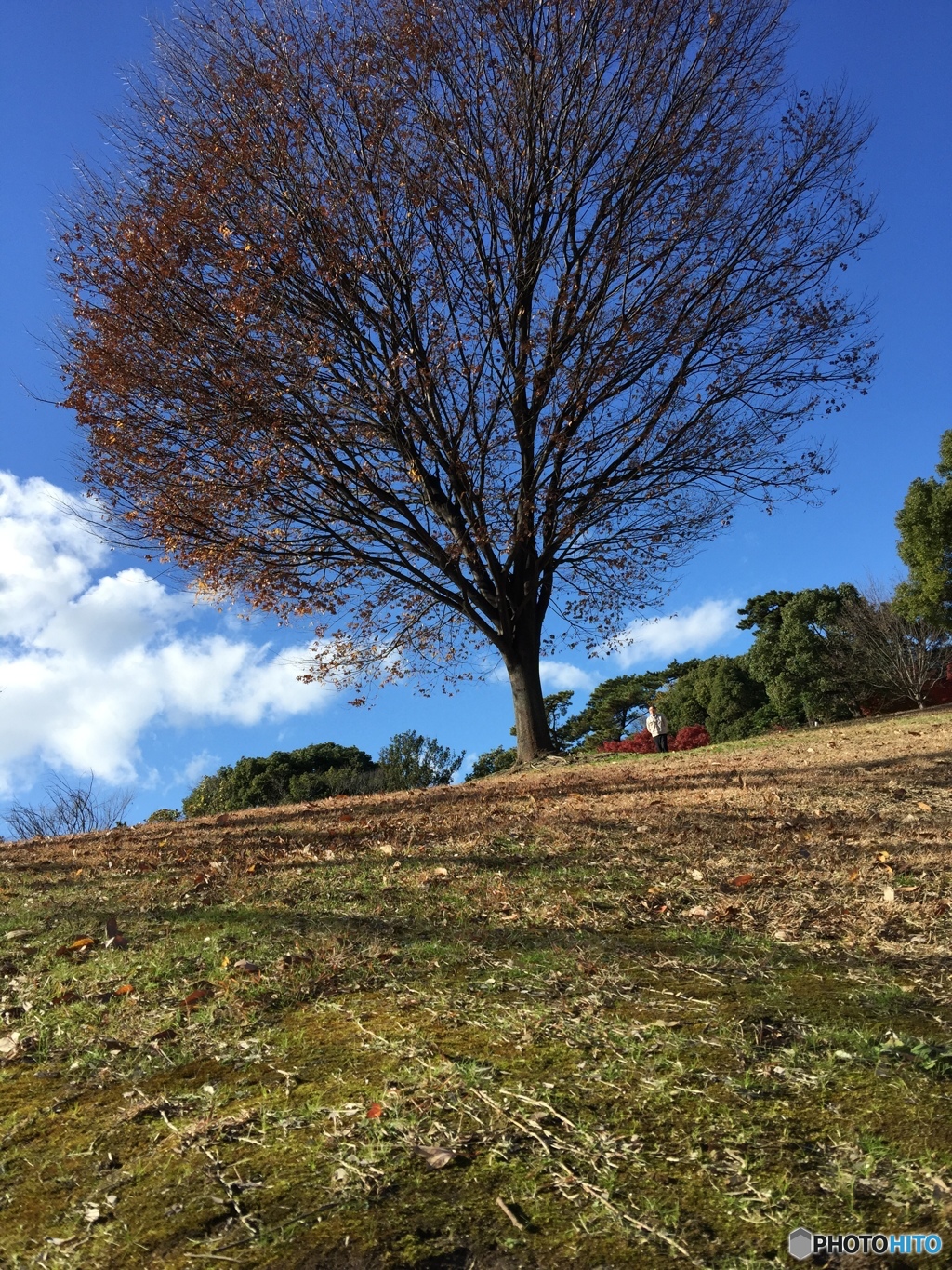 しあわせ村の丘