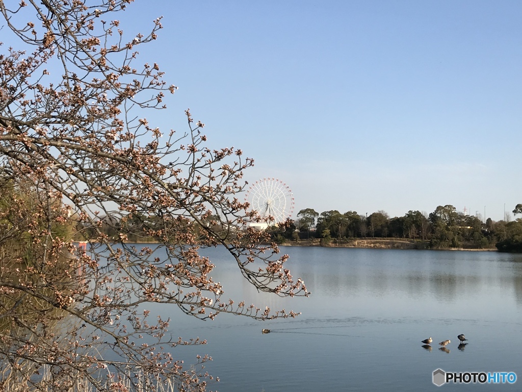 渡り鳥のオアシス