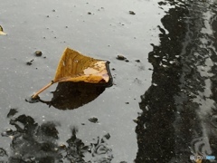 秋雨に濡れる