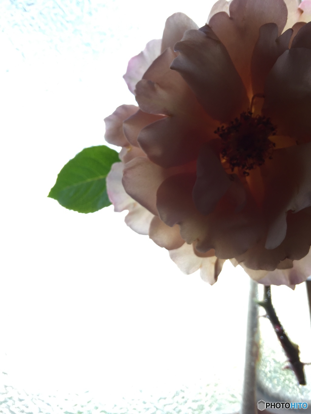 美しく咲き続ける