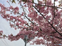 思い出した様にして