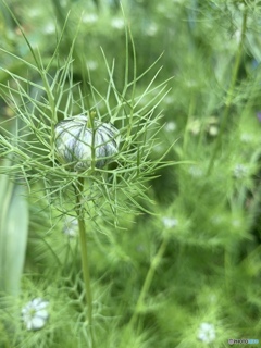 花ひらくまで守られて